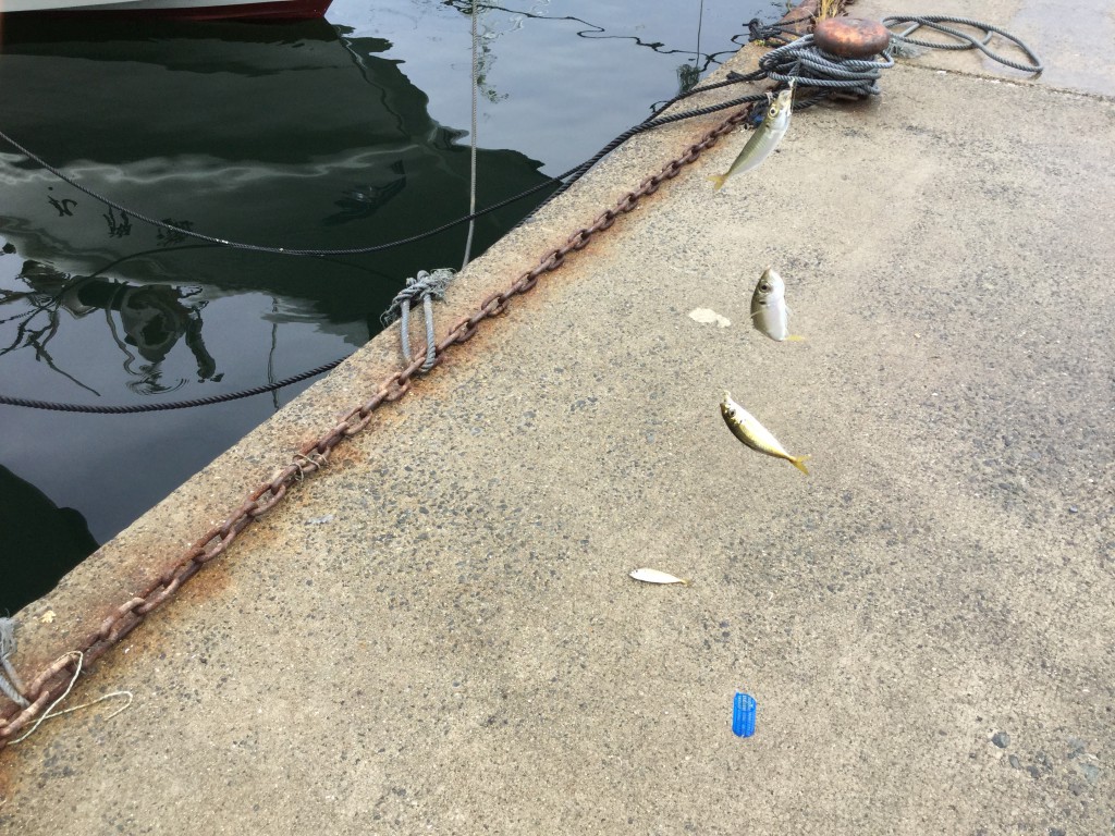 初心者でも釣れる アナゴ釣りの仕掛けと釣り方のコツを伝授するよ Nature Drive