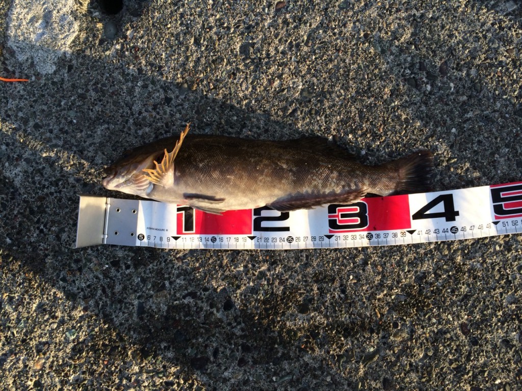 最強 ロックフィッシュ専用ロッドの選び方は 状況別のおすすめロッドを解説 Nature Drive